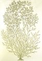 Tavola tratta da Valiante (1883)